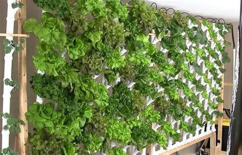 12 Easy to Make DIY Vertical Lettuce Garden Ideas | Balcony Garden Web