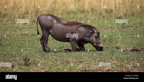 Warthog Masai Mara Kenya Warthog Eating Grass Stock Photo Alamy