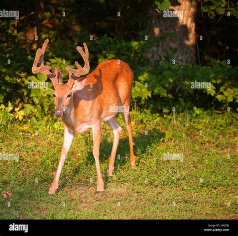 Big whitetail buck with velvet antlers leaving the woods Stock Photo ...