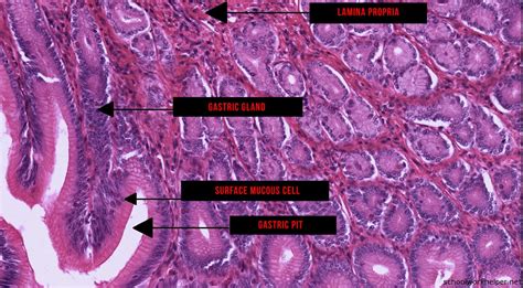 Stomach Histology Diagram