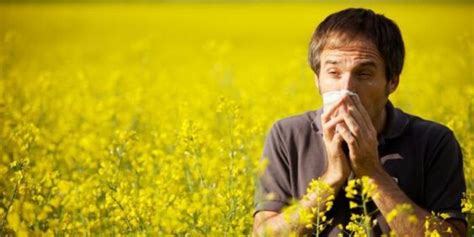 Why Does Pollen Cause Allergies? | New York Allergy and Sinus Centers