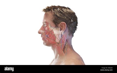 Anatomy of a male head, illustration Stock Photo - Alamy