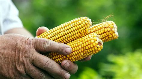 Nueva variedad de maíz amarillo duro rendirá hasta 16 toneladas por