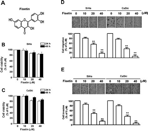 Figure From Fisetin Inhibits Migration And Invasion Of Human Cervical