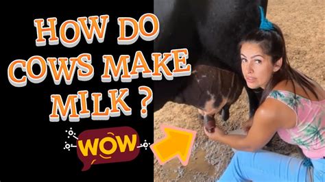 How Do Cows Make Milk How To Milk A Cow Youtube