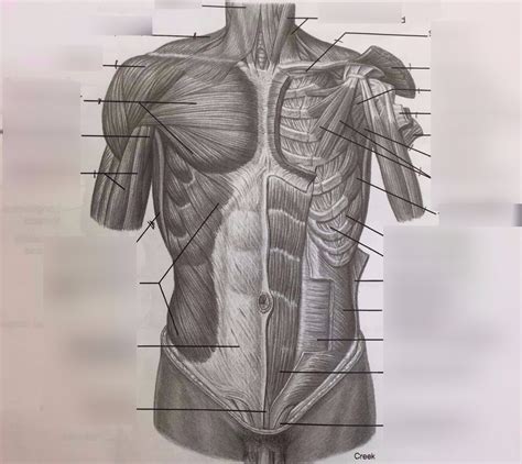 Muscles Of Thorax Shoulder Arm Pt 2 Diagram Quizlet