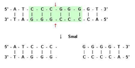 Sticky Ends vs. Blunt Ends | Differences, Sequences, & Enzymes - Video ...