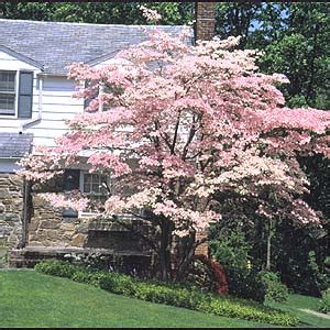 East Lincoln Community Garden Club: American Dogwood, NC's State Flower