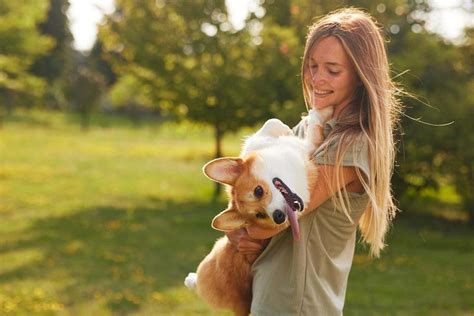 Como treinar um cachorro Dicas práticas de adestramento