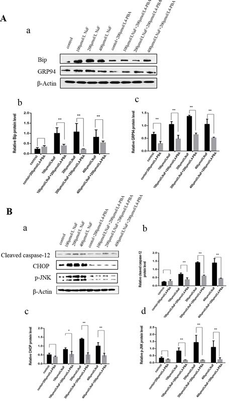 Sodium Fluoride Naf Induces The Splenic Apoptosis Via Endoplasmic