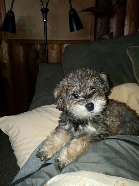 Ruby The Schnoodle Goldendoodle Puppy Schnoodle Schnauzer Mix