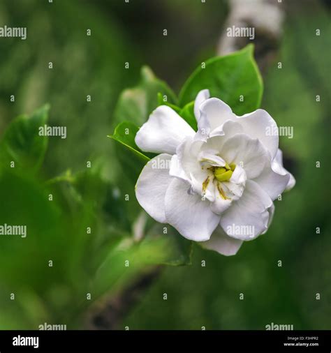 National Flower Of Cuba La Mariposa Butterfly Jasmine Stock Photo