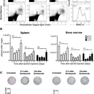 Autoreactive Long Lived Plasma Cells LLPCs Are Early And Continuously