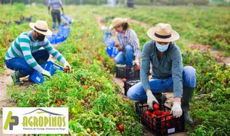 Producci N Ecol Gica En El Agro En Qu Consiste Agropinos