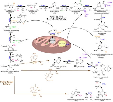 Cells Free Full Text The Intersection Of Purine And Mitochondrial