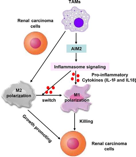 Schematic Illustration For Aim2 Mediated M1 Macrophages Inhibited The Download Scientific