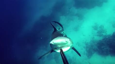 Terrifying bull shark attack makes 'Jaws' look playful | Mashable