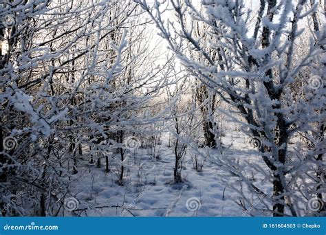 Terra Maravilhosa Do Inverno Vista Do Sol De árvores Congeladas