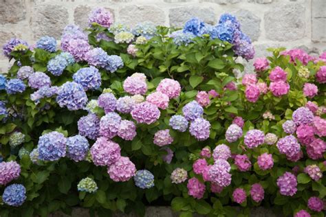 Ortensie Come Coltivarle E Curarle In Vaso E In Giardino Donna Moderna