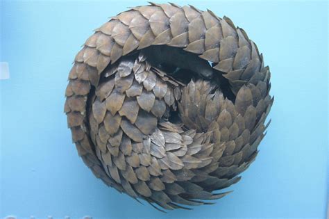 12 Passionate Facts about Pangolins - Fact City