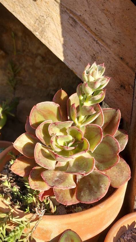 Echeveria Painted Frills Echeveria Succulent Pots Succulents