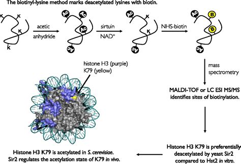 Biotinylation Of Lysine Method Identifies Acetylated Histone H3 Lysine