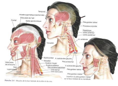 Douleur à la mâchoire Promove Santé