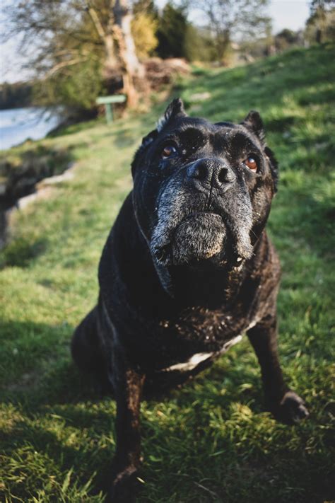 Cane Corso Size Guide: Size Chart & Growth Patterns