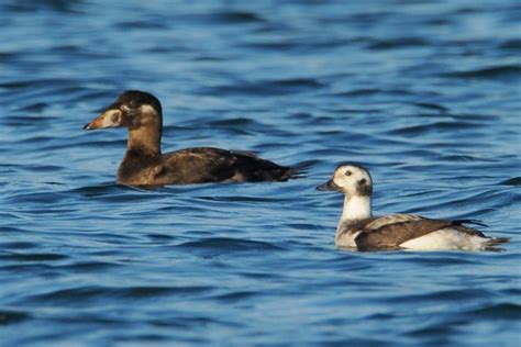 Surf Scoter - BirdWatch Ireland