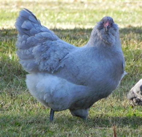 10+ Lavender Ameraucana & Split Lavender Ameraucana Hatching Eggs ...