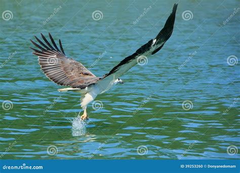 White-bellied Sea Eagle Hunting, Langkawi Island Stock Photo - Image of ...