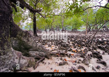 Mangrove Sumpf Ceriops Tagal Arten An Mu Ko Surin Islands