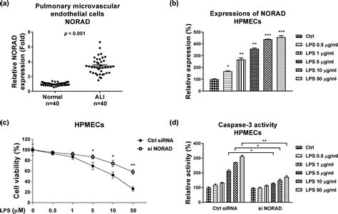 NORAD Modulates MiR 30c 5p LDHA To Protect Lung Endothelial Cells Damage