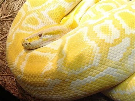 Amelanistic Burmese Python Burmese Python Beautiful Snakes Yellow Snake