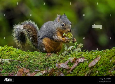 Chickaree Tamiasciurus Douglasii Aka Douglas Or Pine Squirrel