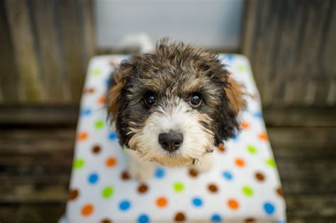 Cavachon Mixed Dog Breed Pictures, Characteristics, & Facts