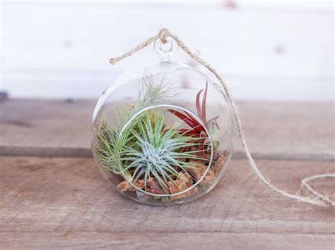 18 Beautiful Air Plant Terrarium Ideas Organize With Sandy