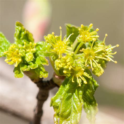 Acer campestre Va de Árboles