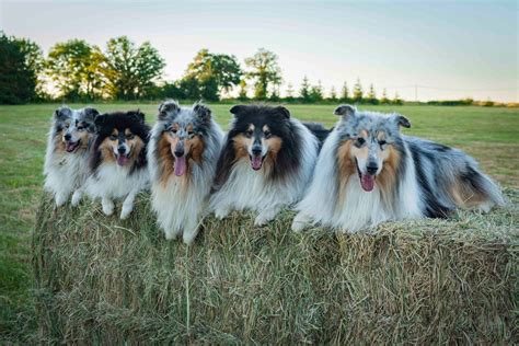 La Verdad Sobre El Border Collie Sin Pelo Todo Lo Que Necesitas Saber