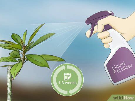 How to Grow Plumeria from Cuttings (with Pictures) - wikiHow