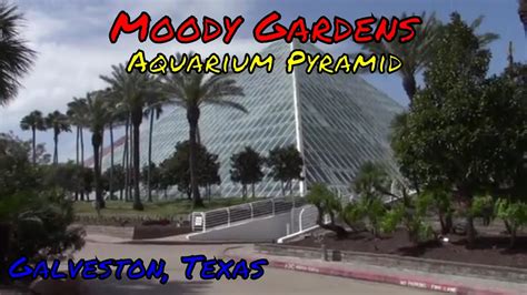 Moody Gardens Aquarium Pyramid Galveston Texas Youtube