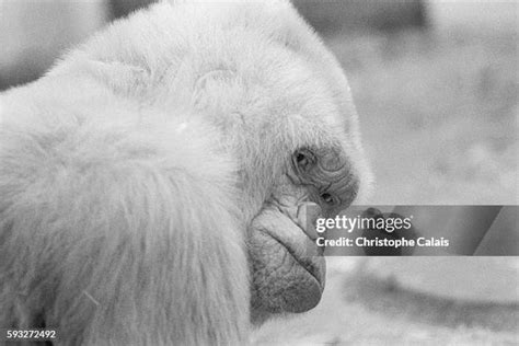 136 Albino Gorilla Stock Photos, High-Res Pictures, and Images - Getty Images