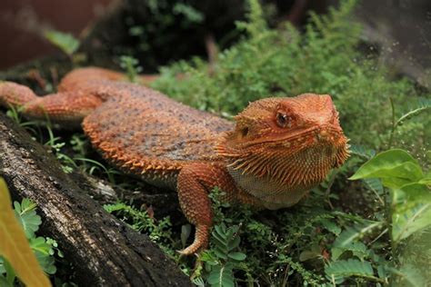 Bearded Dragon Terrarium