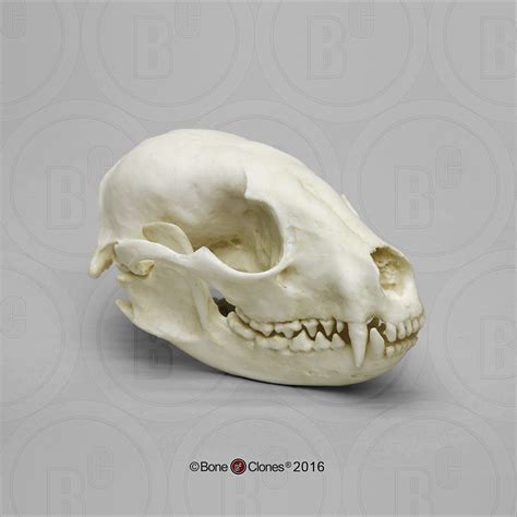 Dietary Comparison Economy Skull Set - Bone Clones - Osteological ...