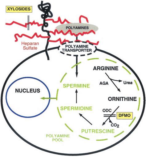 Schematic Representation Of Polyamine Assembly And Salvage Arginine Is