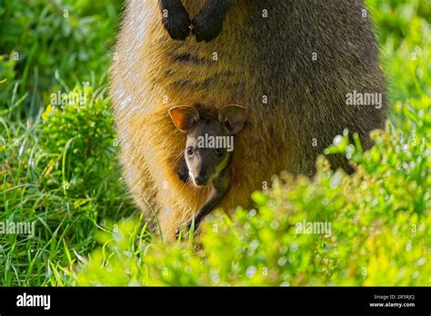 A Female Kangaroo And Her Joey In Their Natural Environment Stock Photo