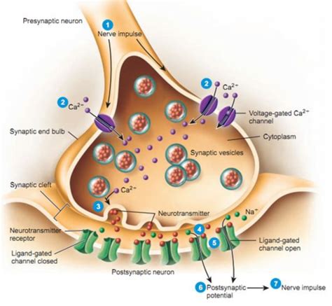 Neurotransmitter Flashcards Quizlet