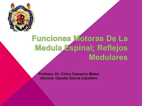 Funciones Motoras De La Medula Espinal Reflejos Medulares PPT