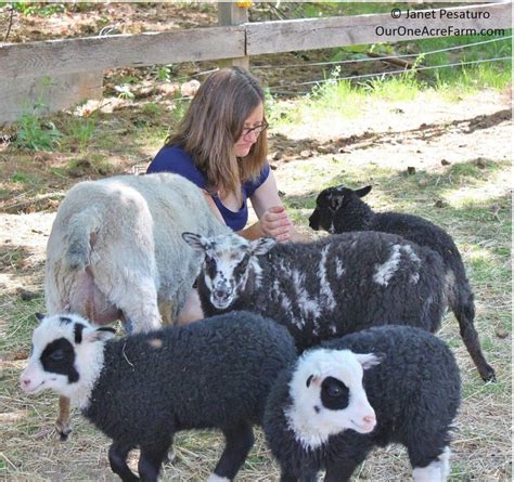 Raising Shetland Sheep: Guide to Starting a Flock