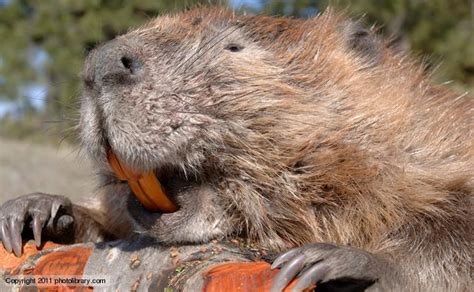 beaver history   interesting facts